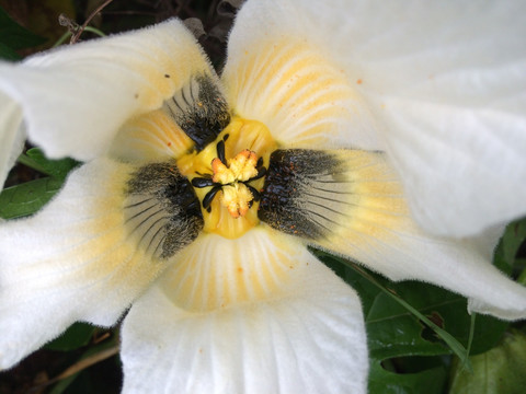 白花