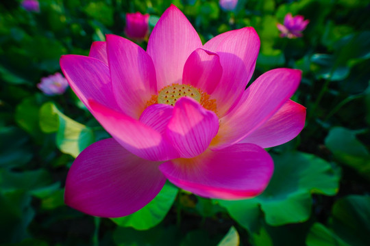 荷花