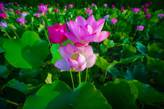荷花
