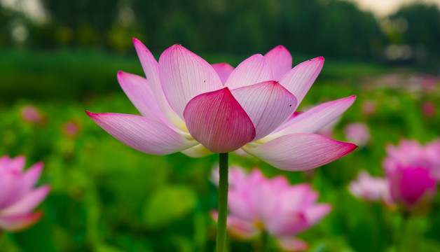 荷花