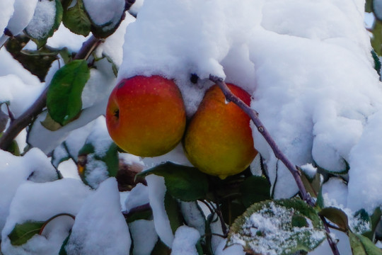雪中红苹果