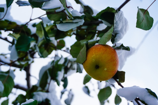 雪中红苹果