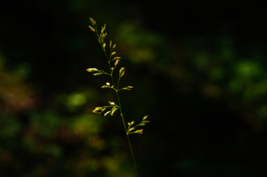 野草