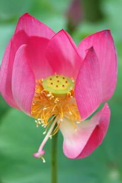 荷花特写