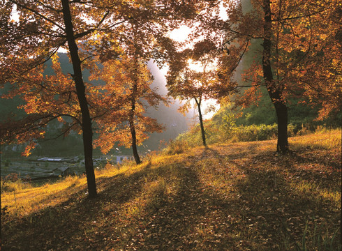 秋景 枫叶