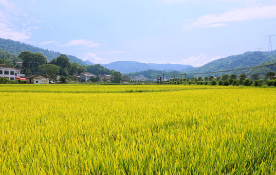 稻田 田野