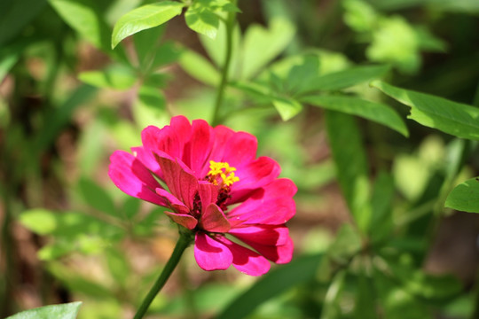 一朵花