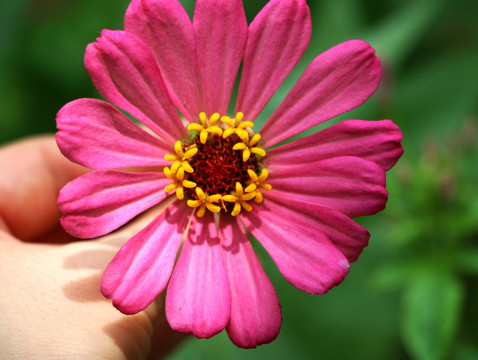 粉色菊瓣花
