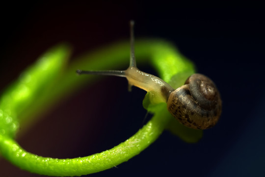 藤蔓与蜗牛