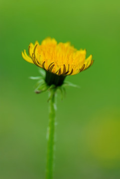 一朵黄花