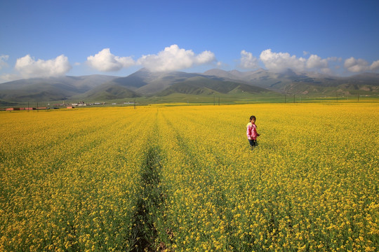 油菜花