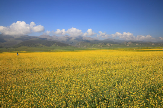 油菜花