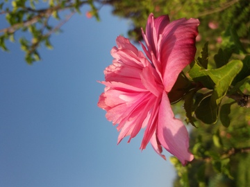 木槿