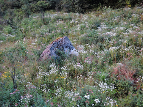 高山植被