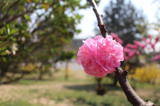 桃花朵朵