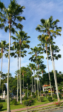 椰树