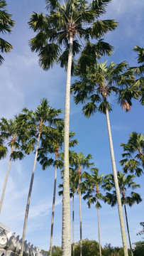 椰树
