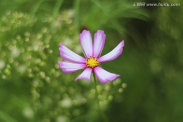 格桑花