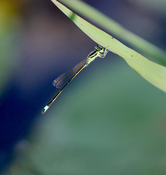 蜻蜓