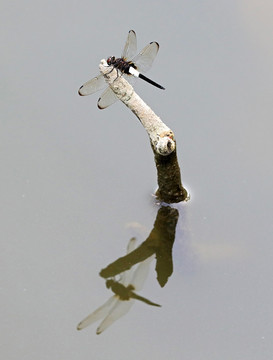 蜻蜓