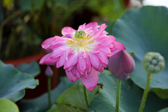 荷花
