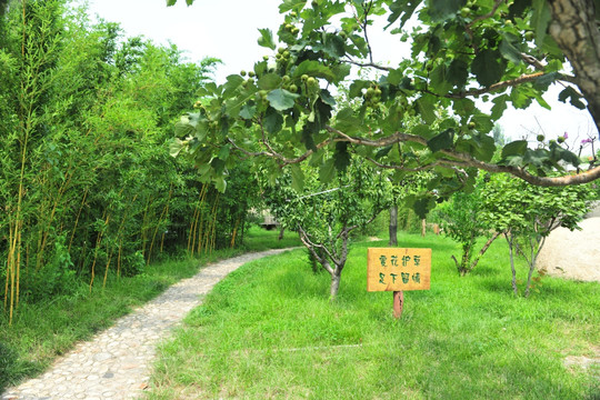 公园风景 园林绿化