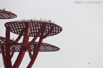 鸽子