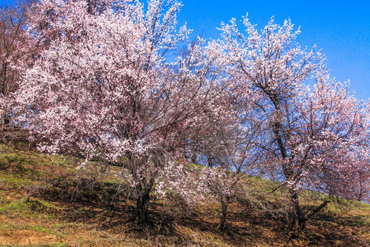 伊犁杏花沟