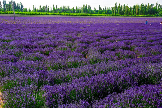 薰衣草花田