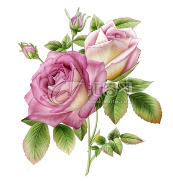 陶瓷花纸花卉分层玫瑰设计花朵