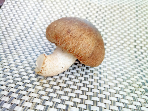 香菇素材 新鲜香菇