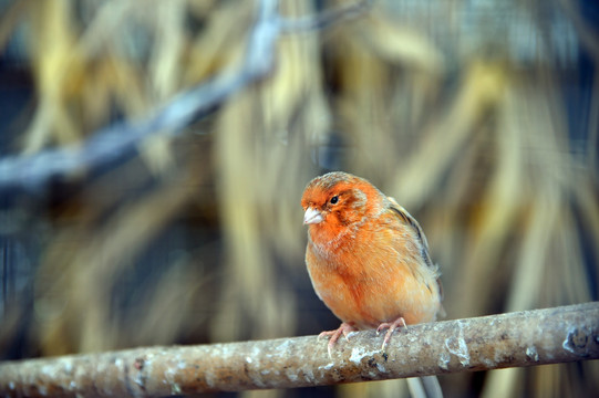 红襟鸟