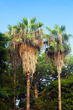 热带树木