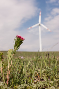 草原上的风力发电机 野花