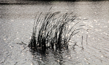 湖上水草