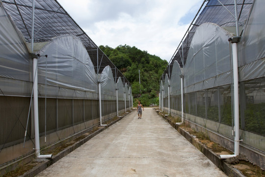 大棚花卉基地