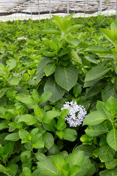 大棚花卉基地