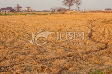 金秋收获后的稻田