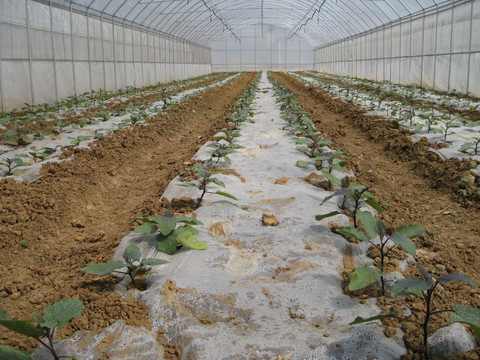 设施栽培  茄子大棚