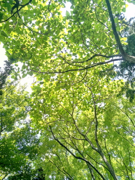 阳光树林背景 透绿 树叶