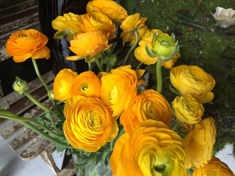 静物 花卉