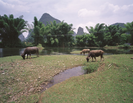 水牛 草地