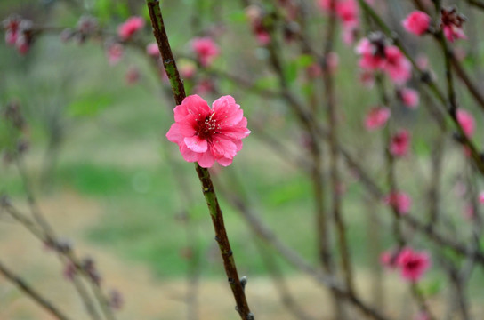 桃花