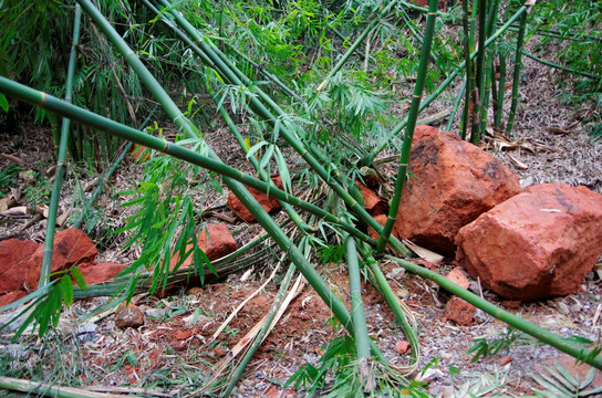 竹类自然灾害