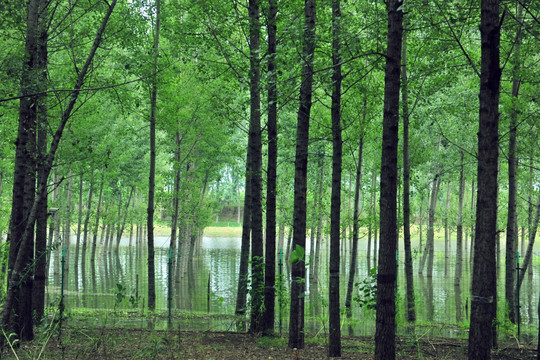 杨树林