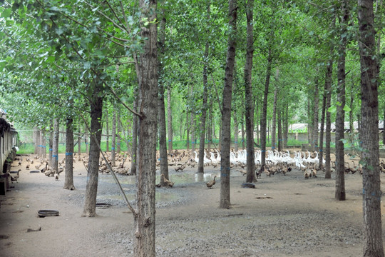 林下养殖 鸭子养殖 养殖场