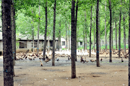 林下养殖 鸭子养殖场