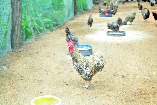 芦花鸡 生态养殖园 散养鸡