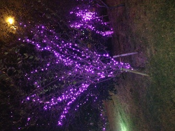 紫色的树灯