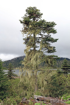碧沽天池